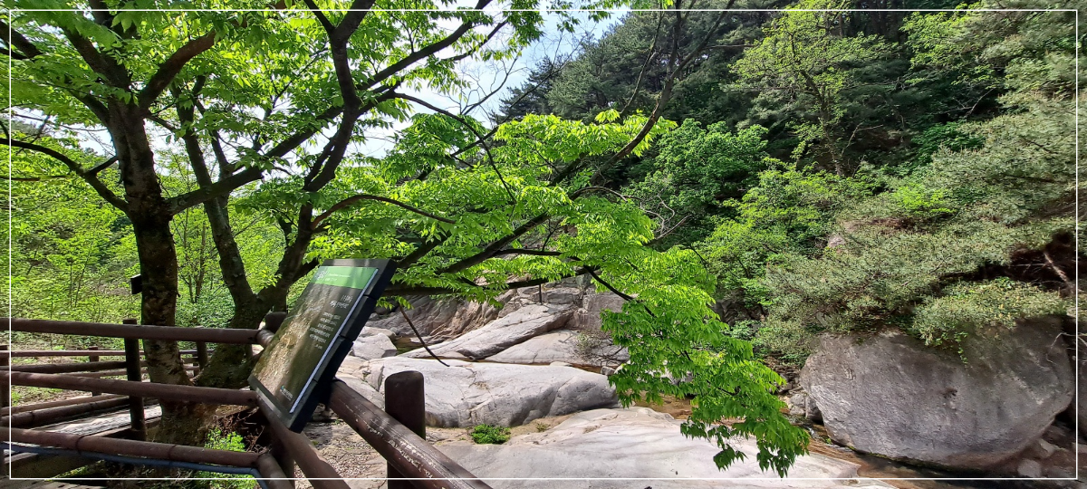 느티나무