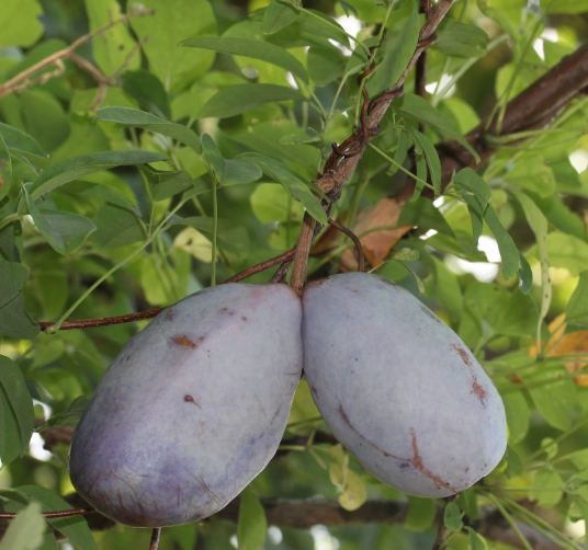 으름 열매 덩굴 나무 효능 부작용