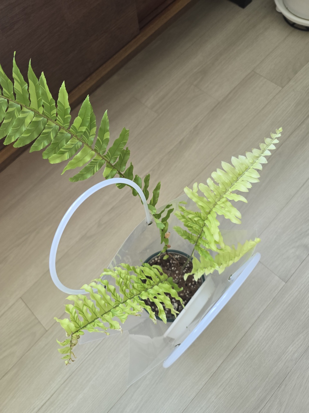 잘 성장해서 지인에게 선물했어요.