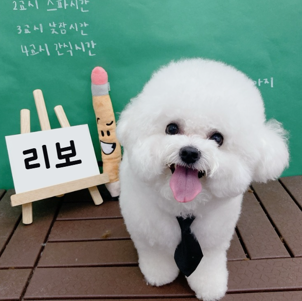 이쁘게 미용한 비숑프리제 리보