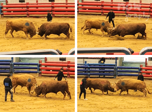 청도-소싸움경기장