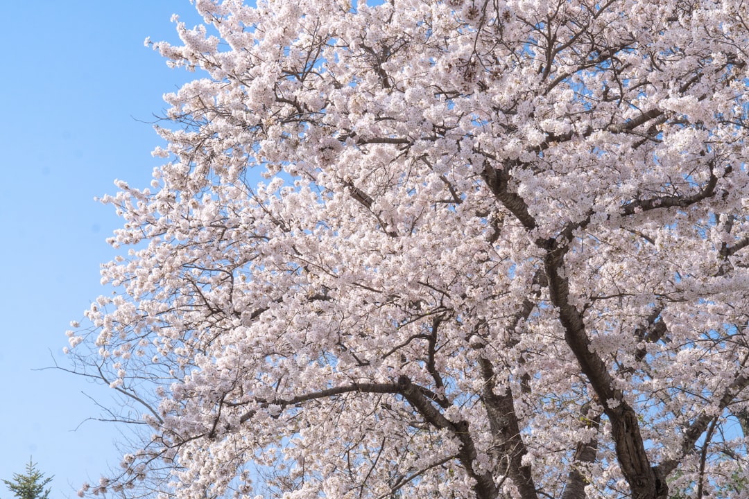 Cherry blossoms.