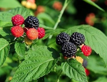 활력의 열매 복분자