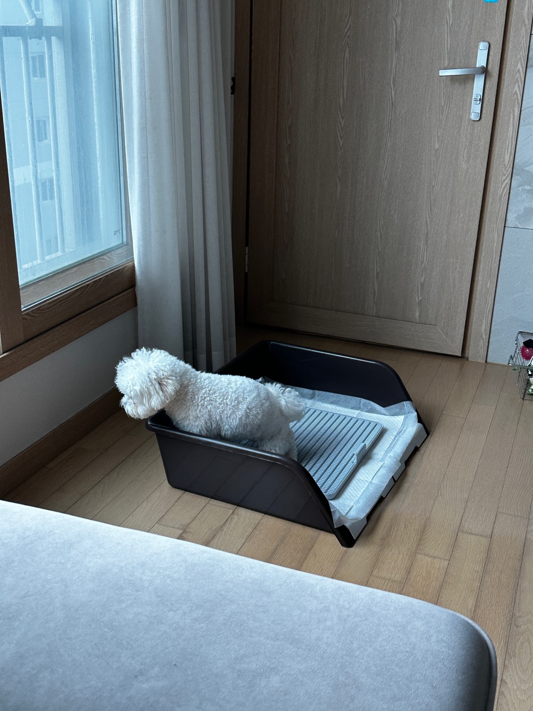 비숑프리제가 독톡 배변판 위에 올라서 쉬하려는 모습, 소형견 실내 배변판 사용 사례