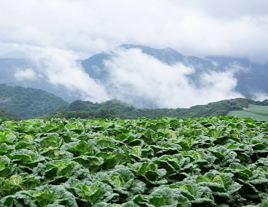 평창 고랭지 김장축제 예약 방법