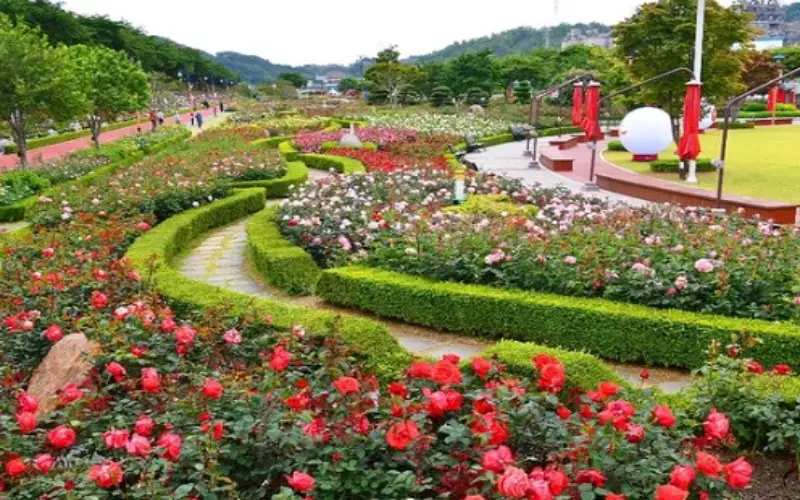 삼척 장미축제_9