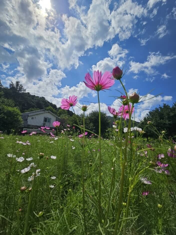 용수골 가을 축제4
