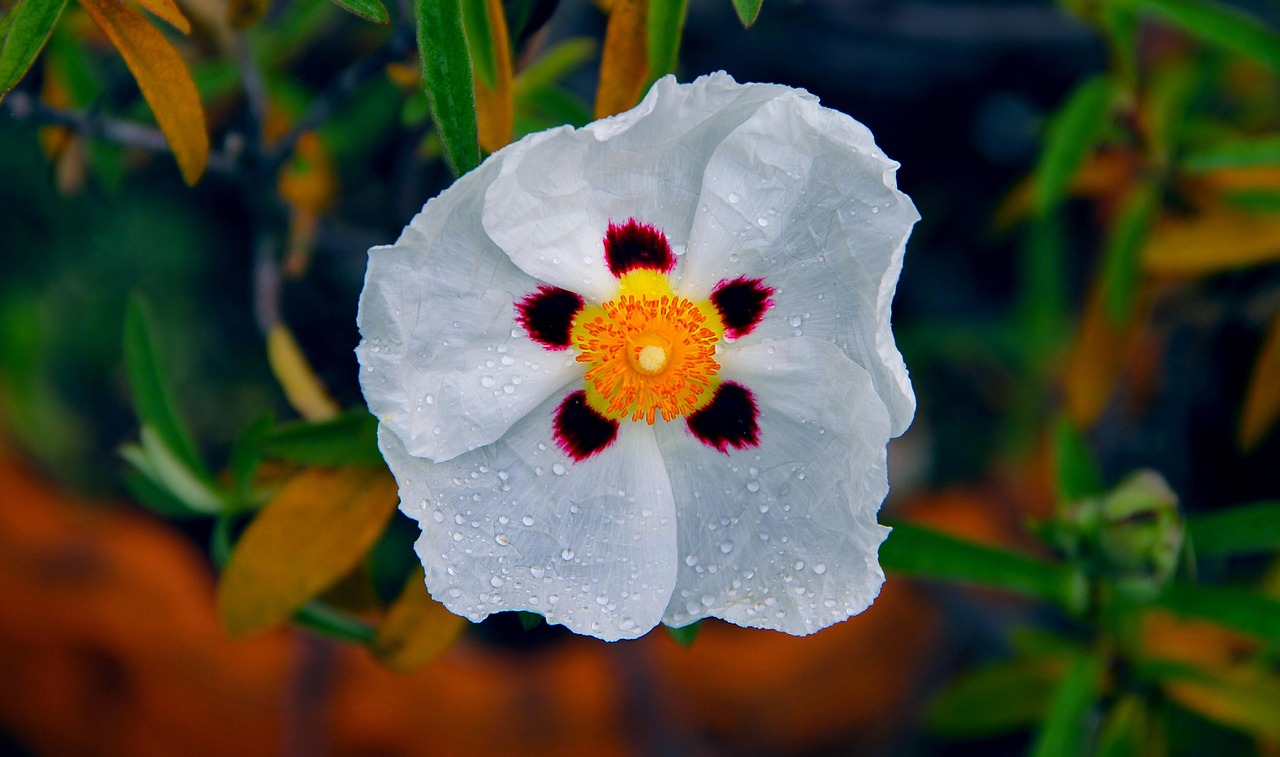 시스투스 랍다넘(Cistus Labdanum), 록로즈