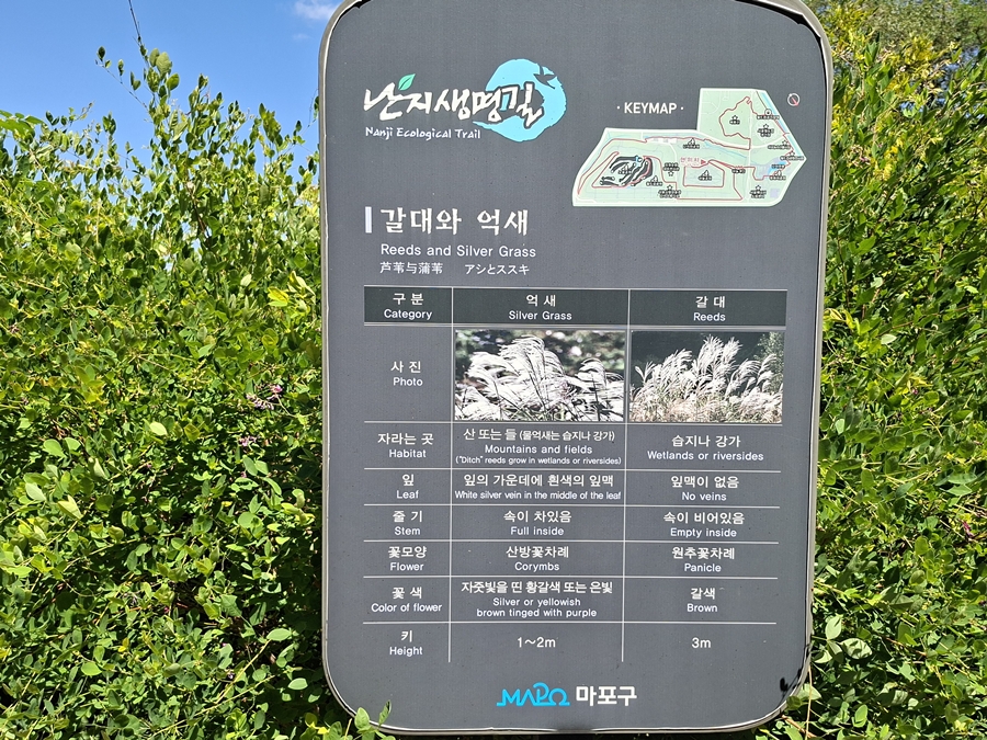 갈대와-억새