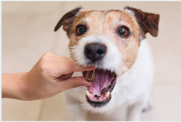 약먹는 강아지 사진