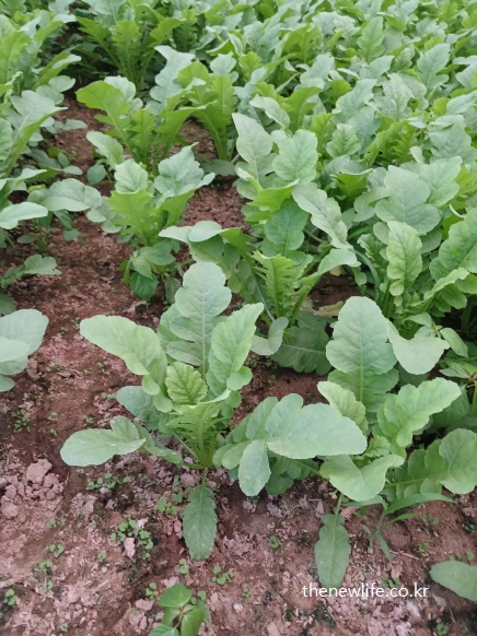 토양에서 자라는 신선한 열무 한 포기와 열무 효능