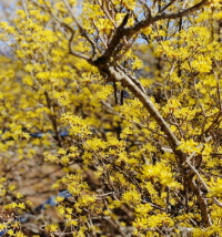 2025 구례 산수유꽃축제 