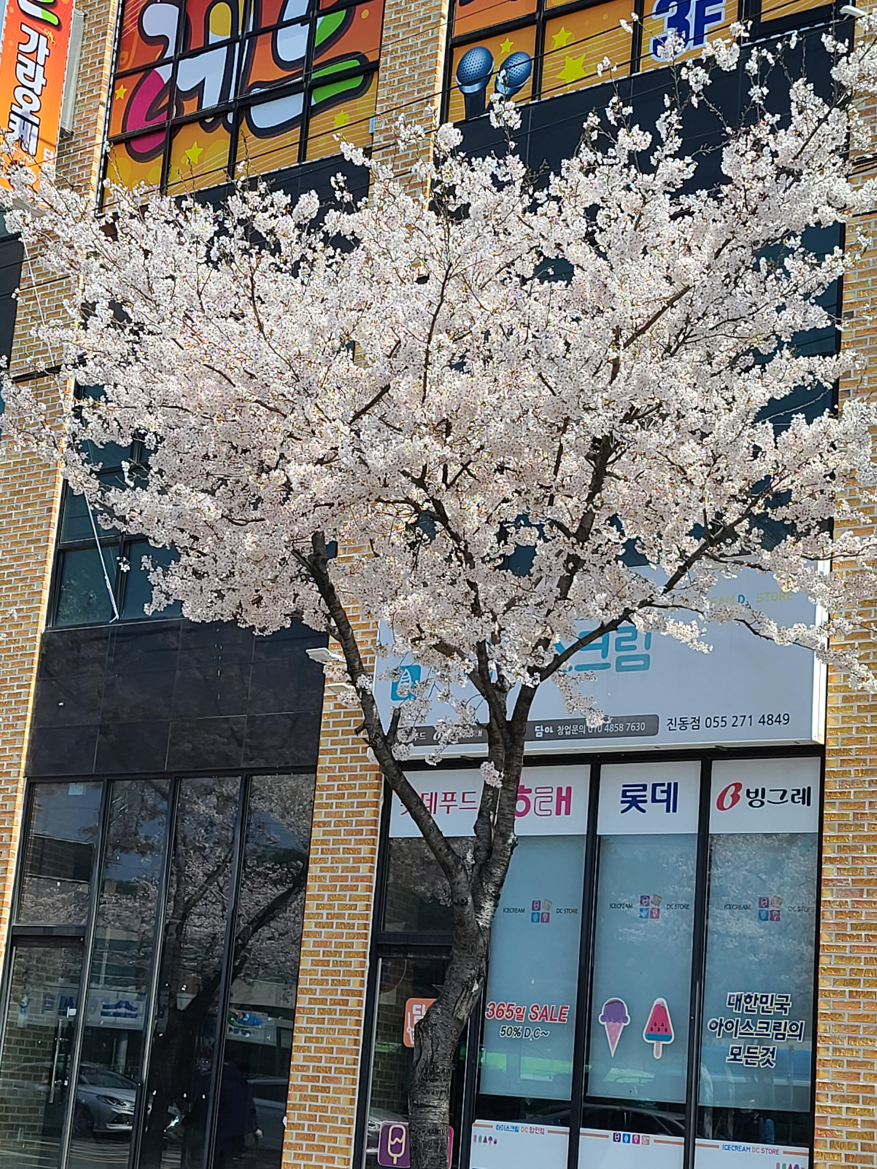 벚꽃이 활짝 펴서 벚꽃길이 되었다.