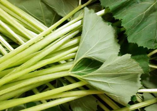 머위 독성 부작용