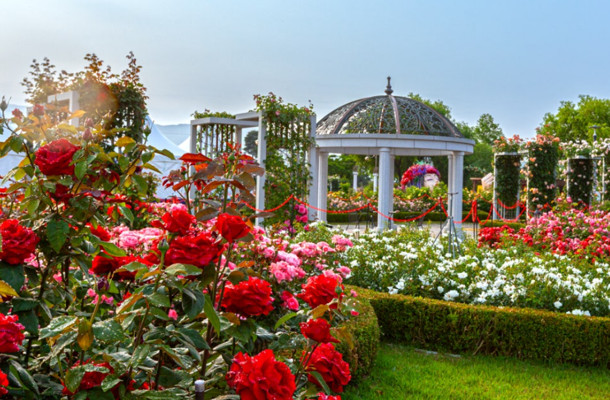 곡성세계장미축제