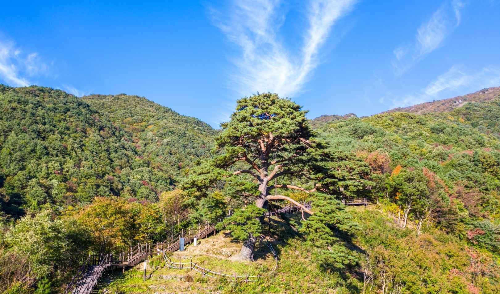 남원 지리산 천년송