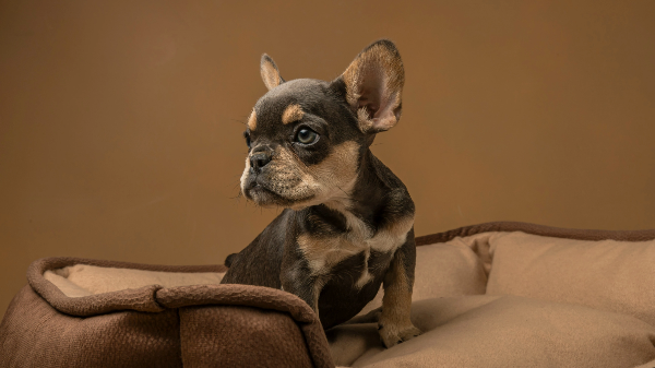 앉아있는 강아지