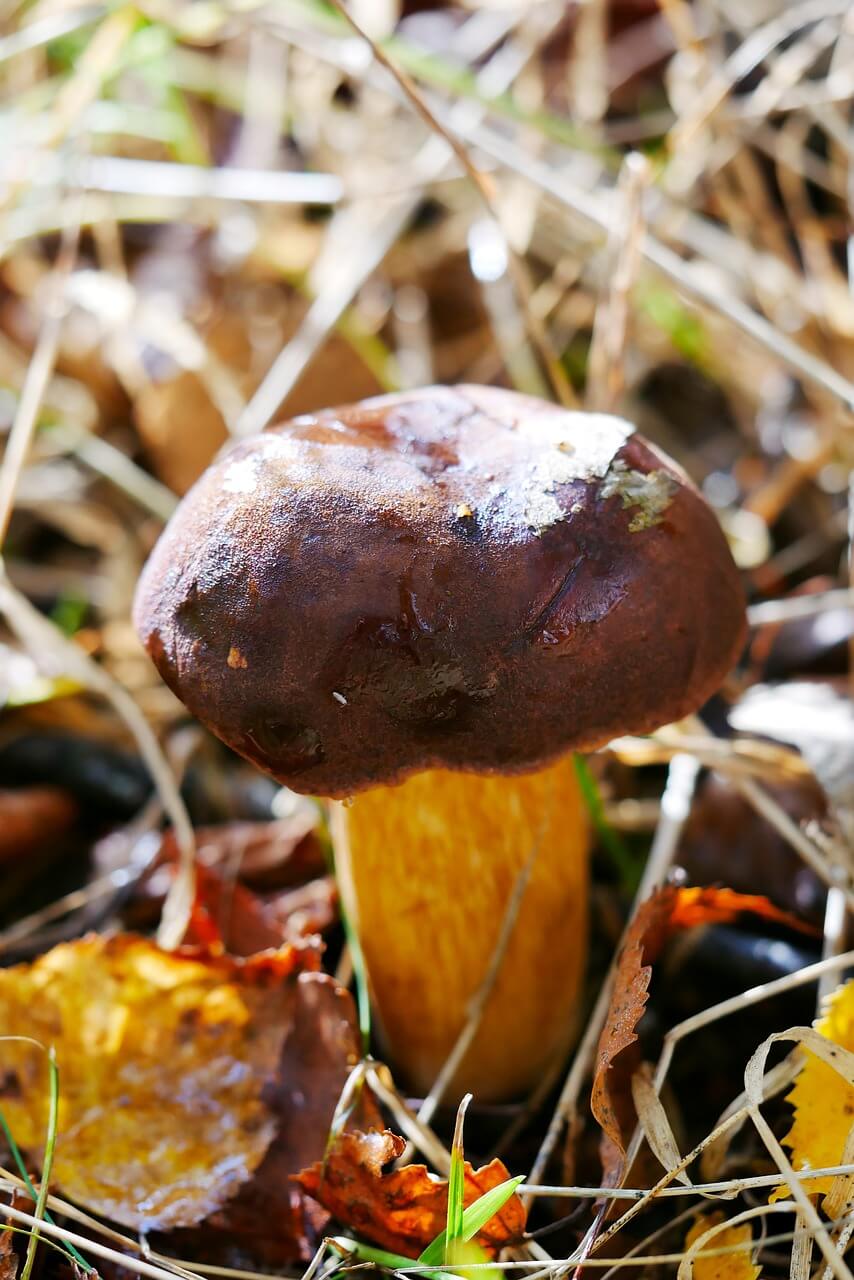 봉화 송이 한약우 축제 기본정보
