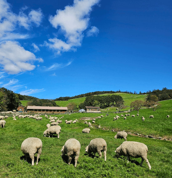 대관령양떼목장