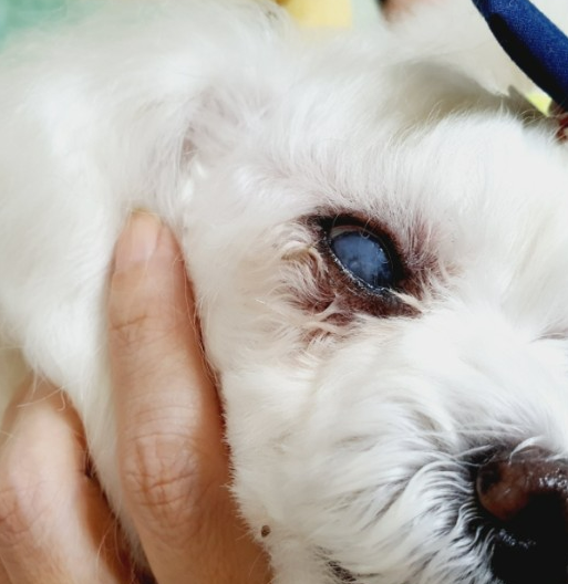 강아지 녹내장 증상, 수술 필수인가? 예방 및 치료법 한 번에 정리