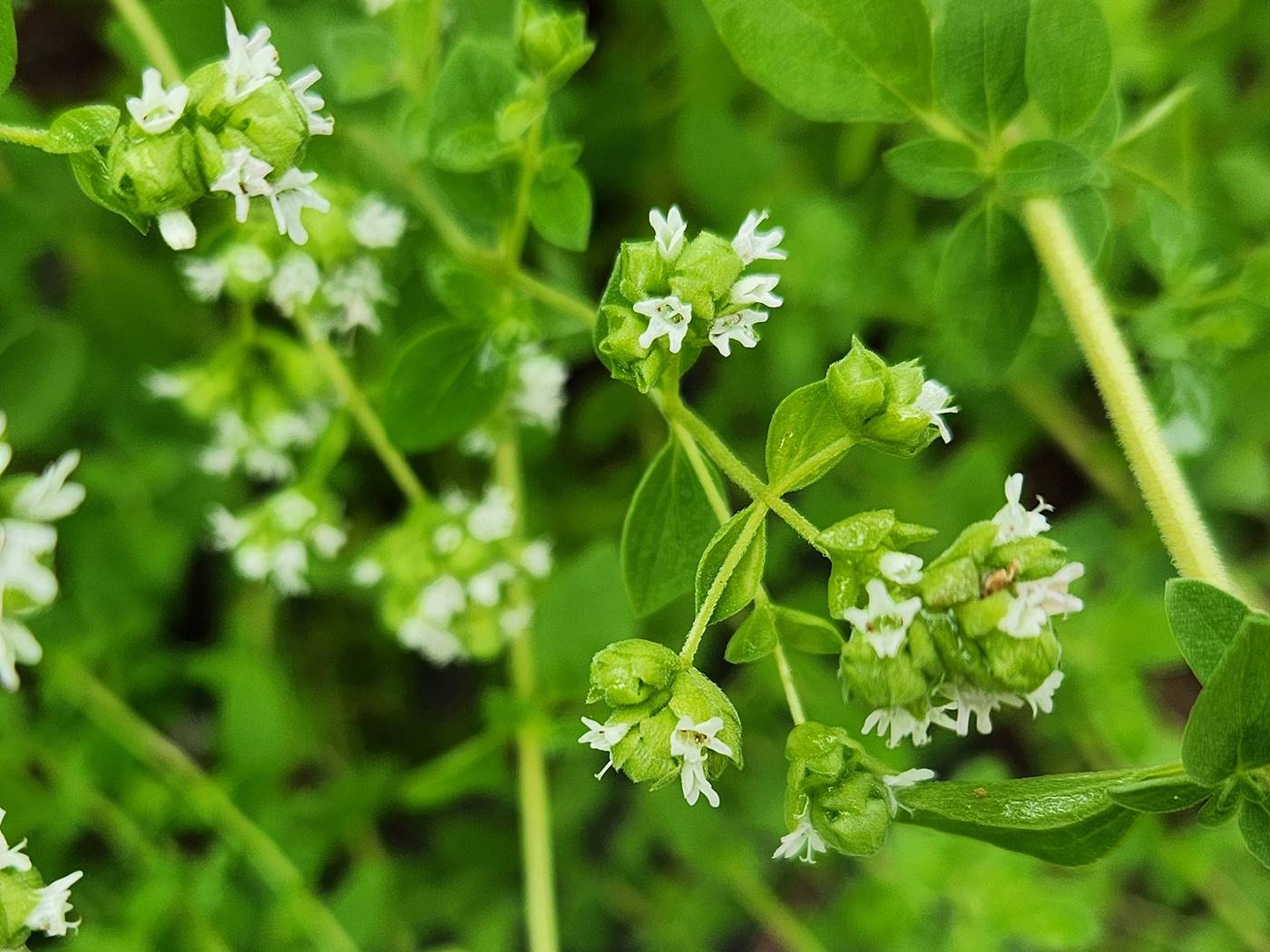 마조람 Marjoram