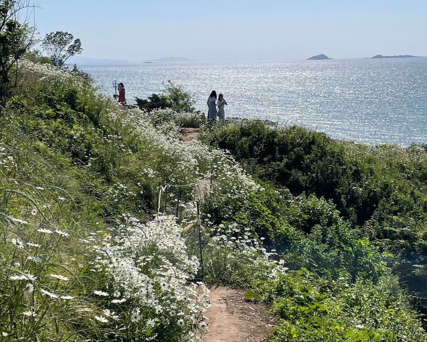부안 변산마실길2코스 샤스타데이지