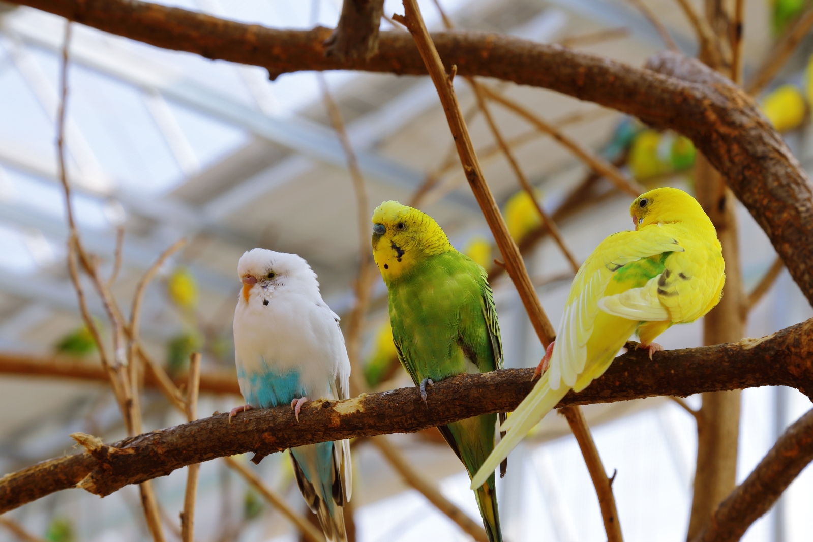 경주박물관,경주여행, 경주아이와가볼만한곳, 비오는날경주, 아이와가볼만한곳, 여름실내경주, 여름실내가볼만한곳, 경주동궁원, 동궁원,경주식물관, 경주버드파크,
