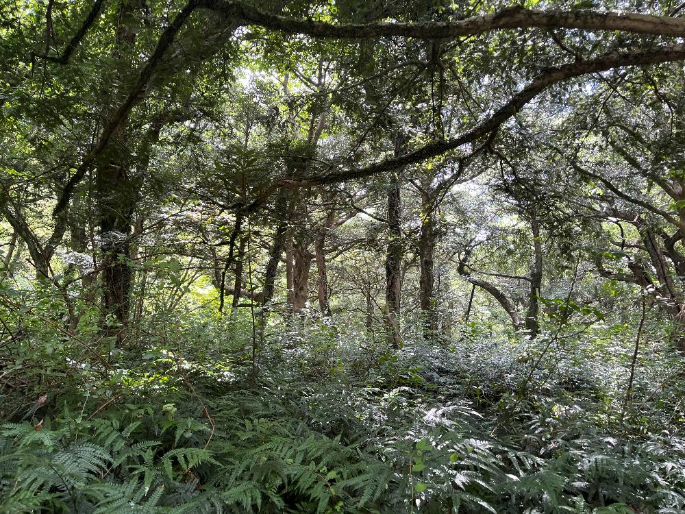 천년의 숲 비자림