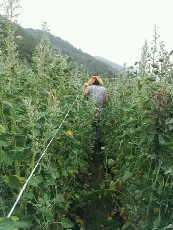 퀴노아 재배 배수성 좋은 흙 고온 건조 적응 수확_5