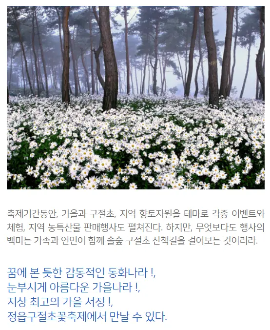 2024 정읍 구절초 꽃축제 출렁다리 교통편