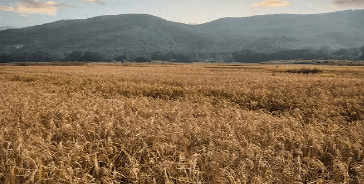 재배하기 전 현미