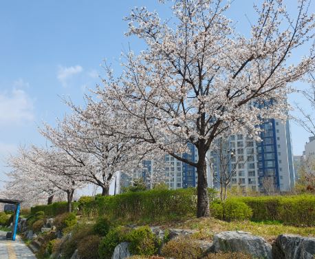 벚꽃 명소