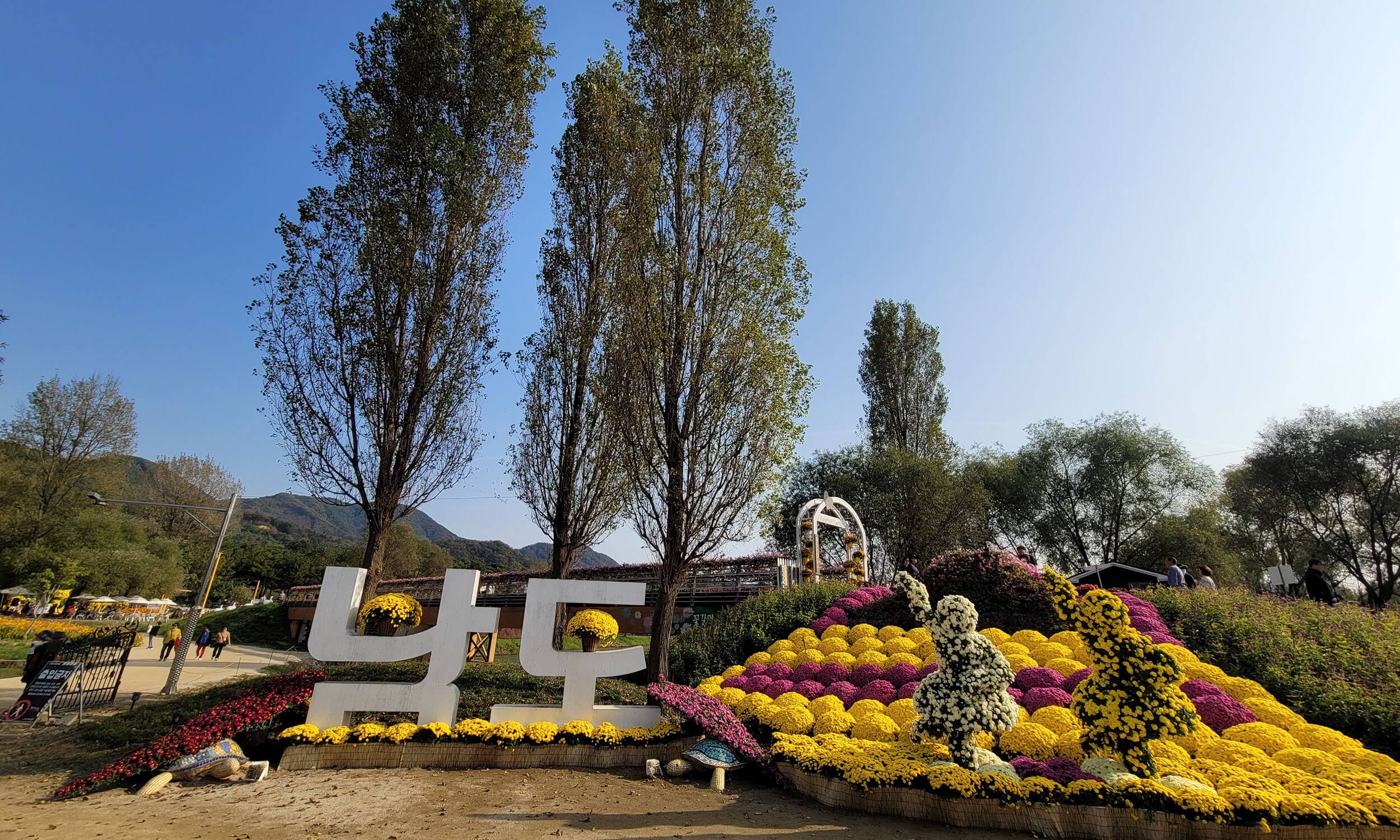 가을 자라섬 꽃축제