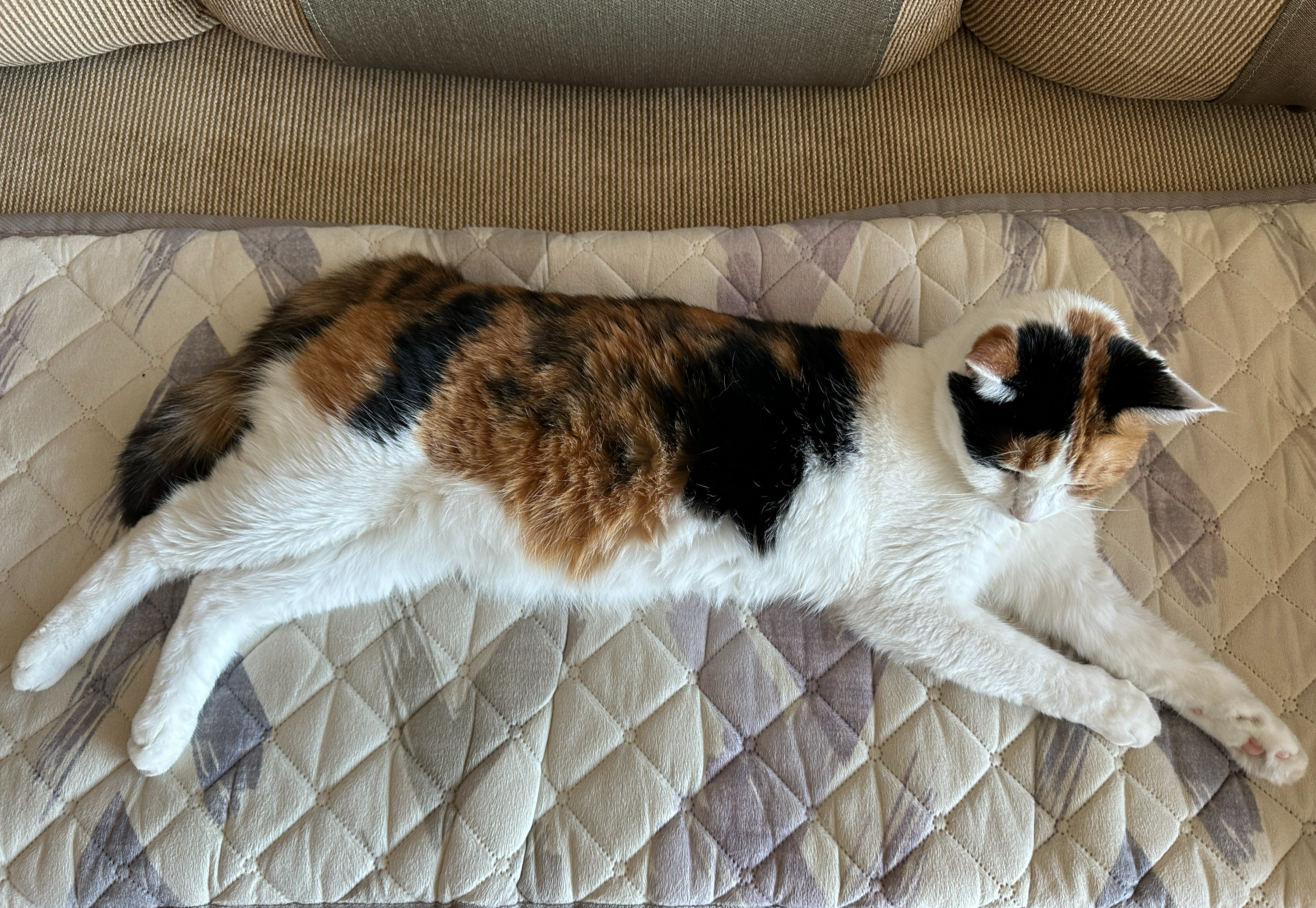 한여름에_전기장판_위에서_찜질하는_삼색이_요미