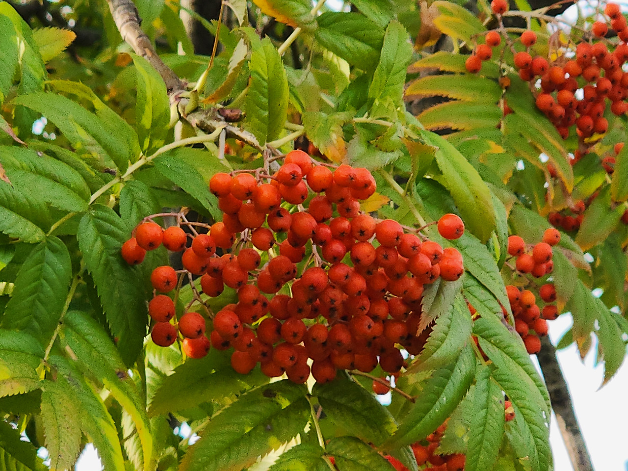마가목 열매 효능