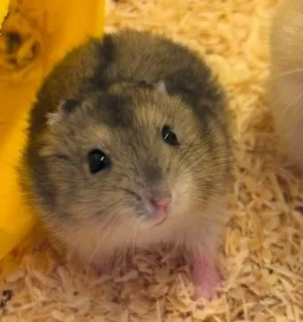 햄스터 한밤중에 집을 탈출하려는 이유 관리_15