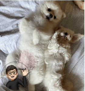 누워 있는 강아지 2마리