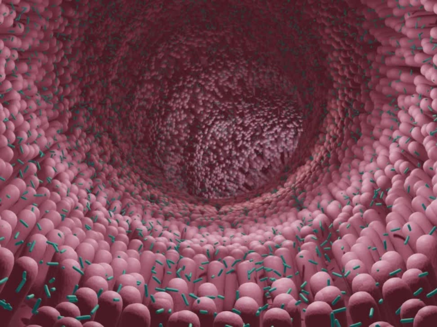 락토바실러스 람노서스