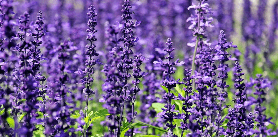 허브차의 종류 중 하나인 라밴더 꽃이 활쩍 펴 있다