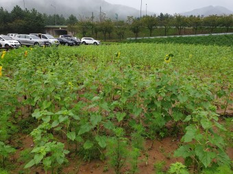 임업직불금