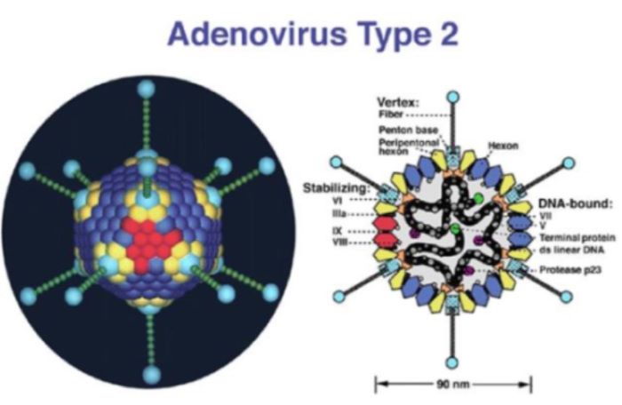 아데노 바이러스 이미지