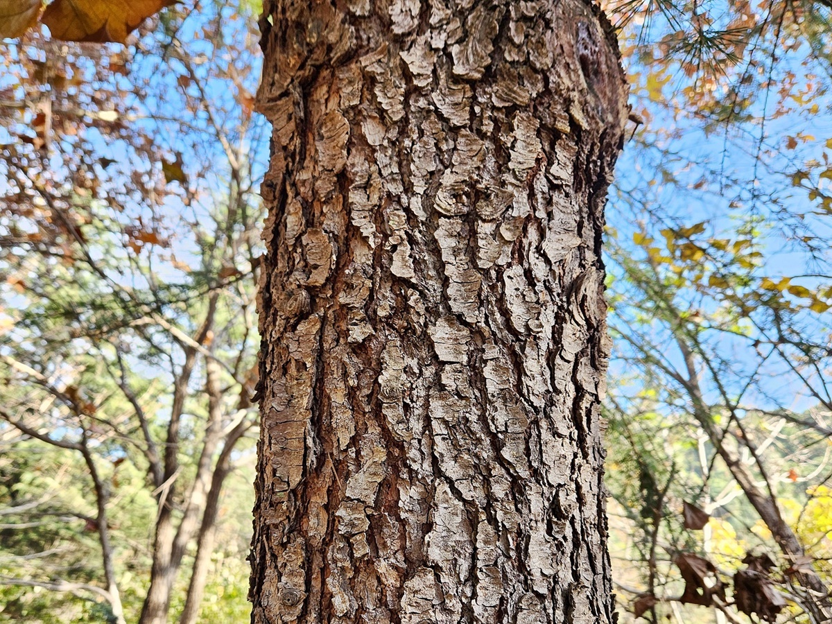 개잎갈나무(히말라야시다)