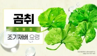 곰취 재배 상토 선택 통풍 관리 병충해 예방_3