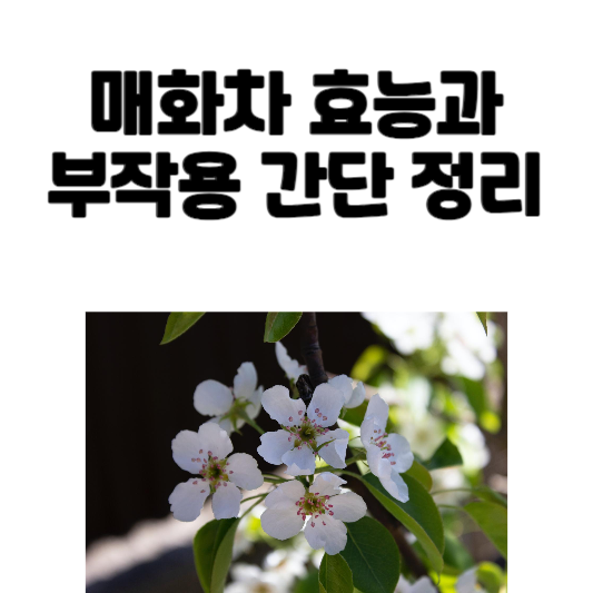 매화차 효능과 부작용