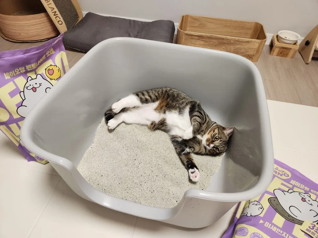 고양이 모래 추천 버리는법 벤토나이트 처리 탈취제_6