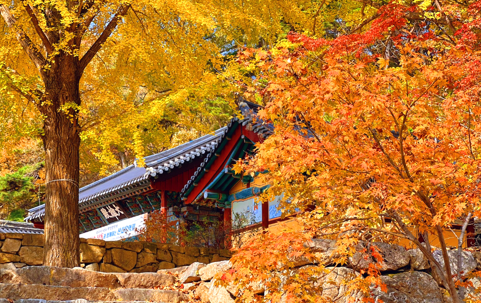 구미 수다사 단풍