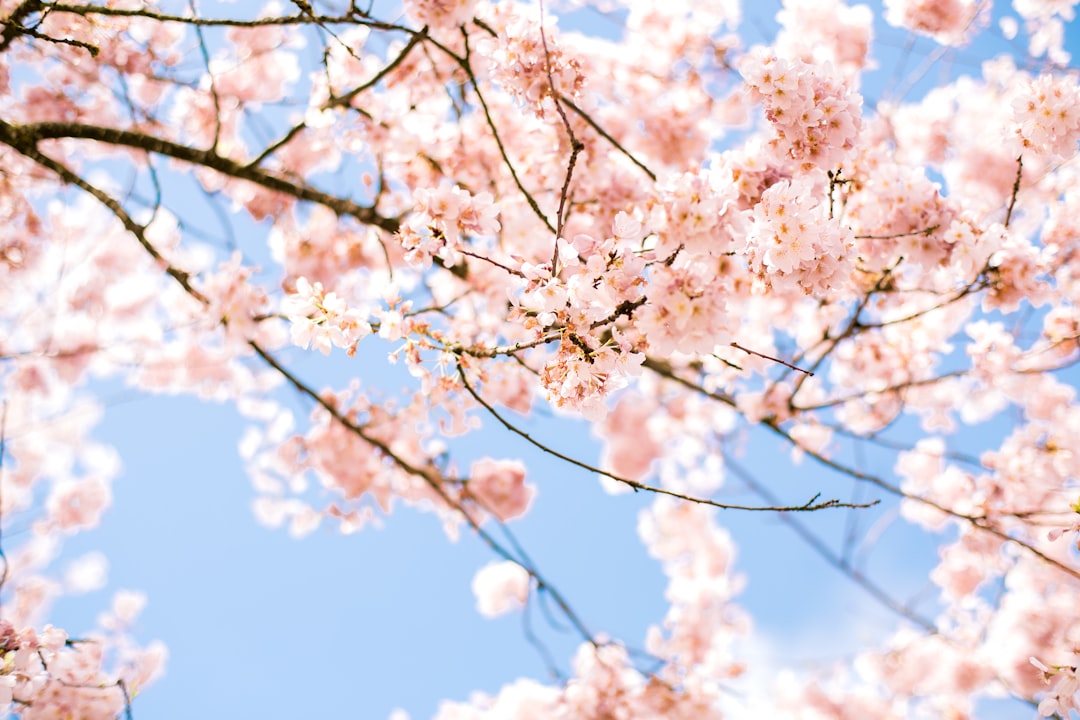 Cherry blossoms.