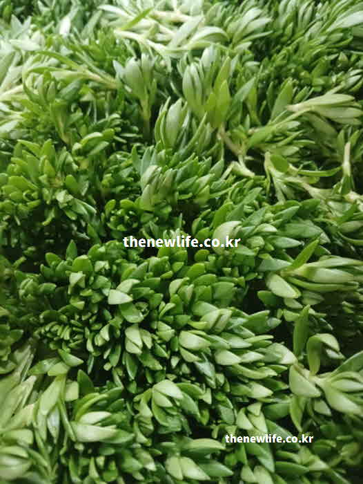 돌나물 효능 혈관 건강 베타카로틴