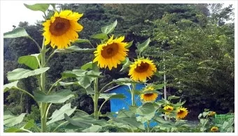 해바라기 재배 파종 깊이 지주 세우기 씨앗 수확_8