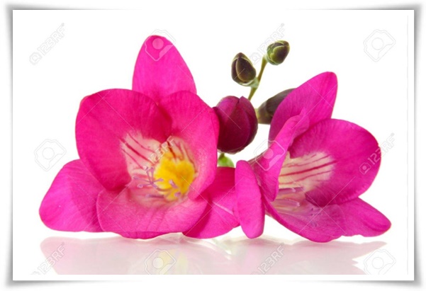 "프리지아" 봄을 알리는 황금빛 향기, 그 매력과 재배의 모든 것!